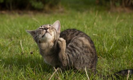 Lice in Cats