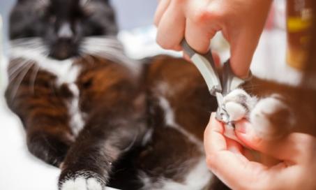 你应该多久给猫修剪一次指甲?