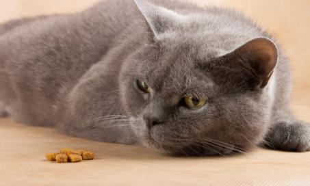 你的猫为什么不能没有食物吗