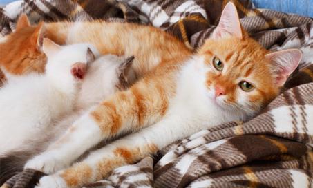 怀孕的猫和小猫:完整的指南