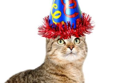 如何举办猫的生日派对
