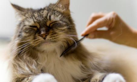 How to Brush a Cat