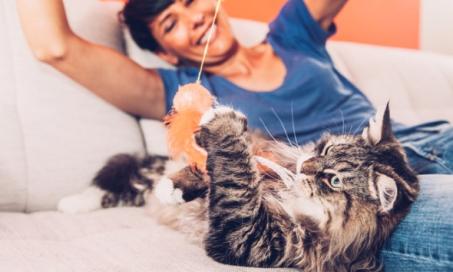 How to Exercise Your Cats Through Play