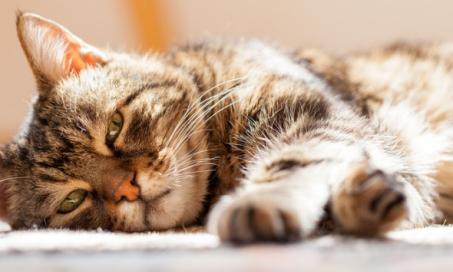 Why Your Cat Won’t Eat and What to Do
