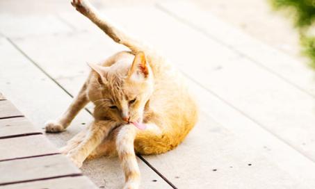Cat Scratching? Here's How Pet Food Can Help