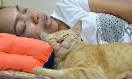 Strange Cat Facts: 'Why Does My Cat Sleep On My Head?'
