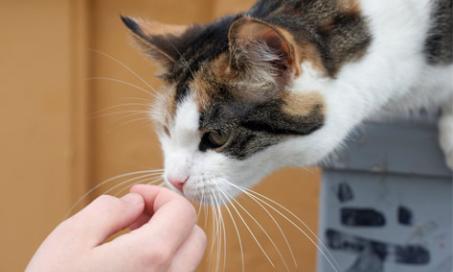 5 Signs Your Cat is Getting Older