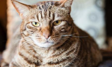 Tapeworms in Cats: Symptoms, Treatment, and Prevention
