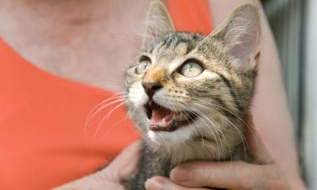 Healthy Ways to Treat Your Cat