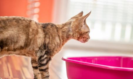 Keeping Odor Away With a Clean Litter Box