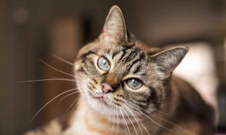 Secrets to Keeping Your Indoor Cat Happy