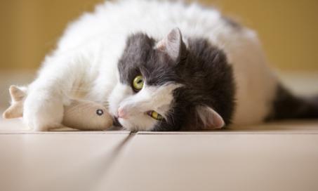 Omega-3 Fatty Acids and Arthritis In Cats