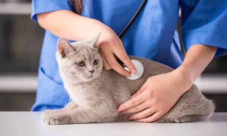 Kidney Failure and Excess Urea in the Urine in Cats