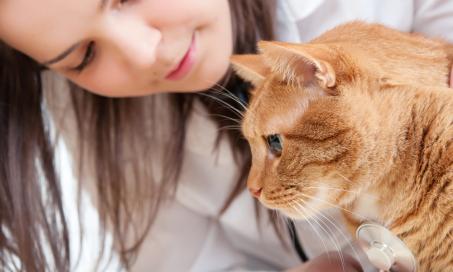 Overproduction of Red Blood Cells in Cats
