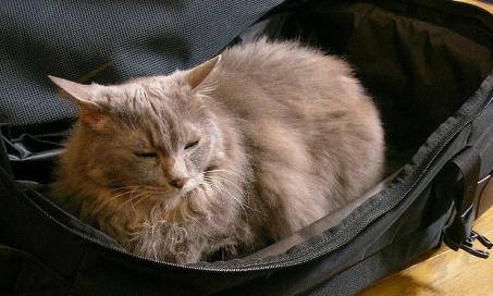 The Best Way to Take Your Cat on Vacation With You
