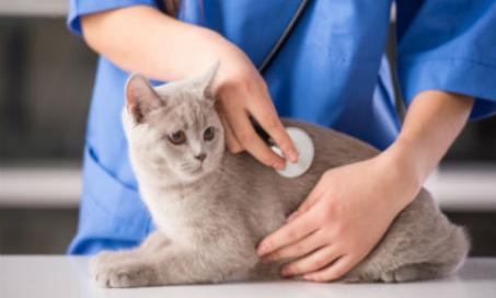 How to Treat Feline Immunodeficiency Virus (FIV)