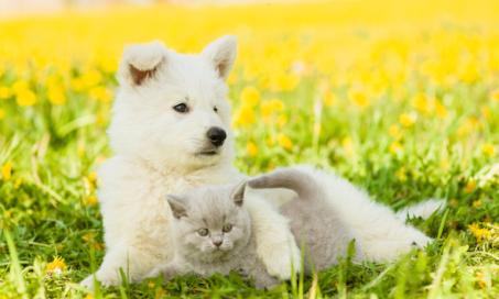 Benadryl for Dogs and Cats