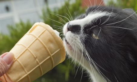 Do Cats Actually Get 'Brain Freeze' When They Eat Cold Treats?