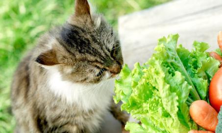 Do Carrots Naturally Improve Your Cat's Vision?