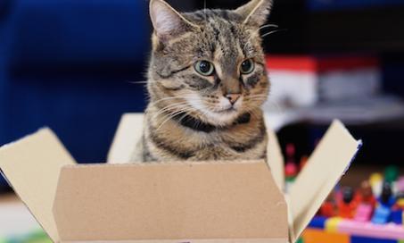 为什么猫喜欢盒子?