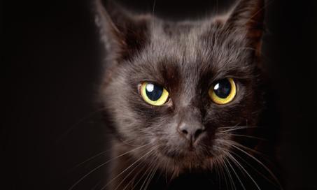 Top 5 Cat Myths Debunked