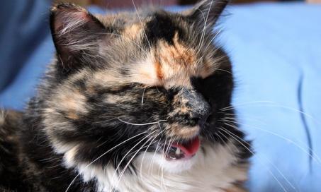 Cat Panting or Breathing Heavily (Dyspnea)