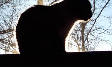 Saddle thrombus: blood clots, heart disease, and your cat