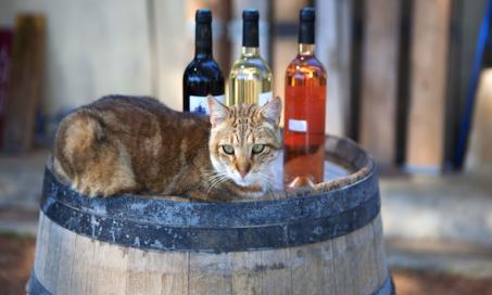 Company Crafts Cat Wine, But Is It Safe?