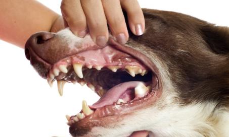 Cavities in Dogs