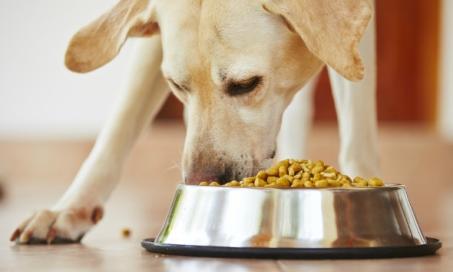 6 Signs it’s Time to Change Your Dog’s Food