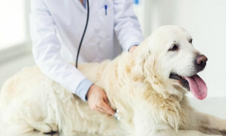 狗的化疗:你需要知道的一切