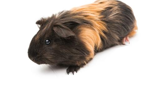 Chewing of Hair in Guinea Pigs