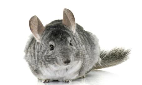 How to Give Your Chinchilla a Dust Bath