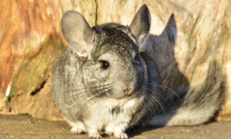6 Fun Facts About Chinchillas