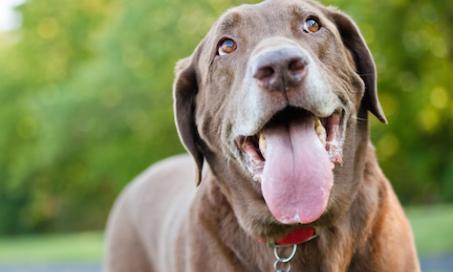 How to Treat Breathing Difficulties in Dogs