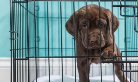 What to Do When Your Puppy Whines in His Crate