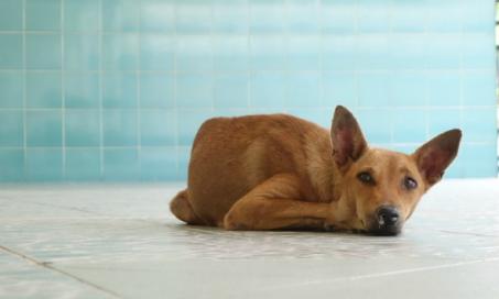 Chronic Vomiting in Dogs