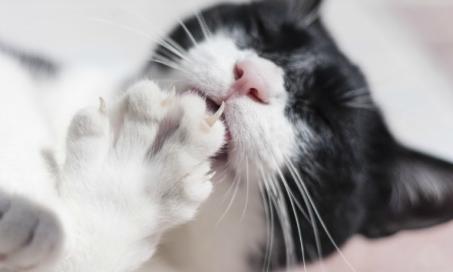猫的爪和指甲障碍