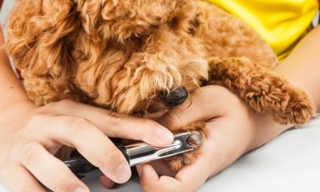 Dog Nail Disorders | Paw and Nail Problems in Dogs | PetMD