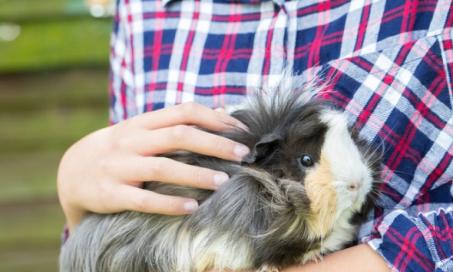 9 Breeds of Long-Haired Guinea Pigs With Amazing Manes