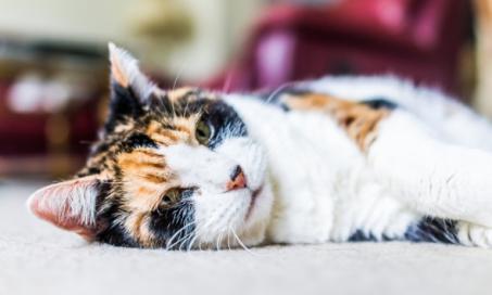 How to Create an Accessible, Safe Home for Senior Cats