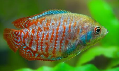 7 Freshwater Fish That Are Perfect for a 10-Gallon Tank