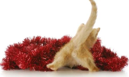Colonic or Rectal Inflammation in Cats
