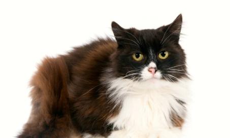 Common Emergencies for Adult Cats
