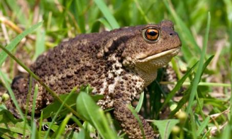 Frogs and Toads Are Falling on Heads Amidst a Population Boom in North Carolina
