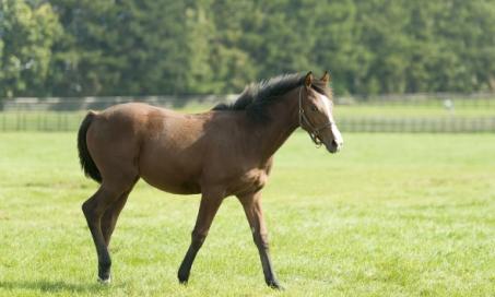 Constipation and Colic in Horses