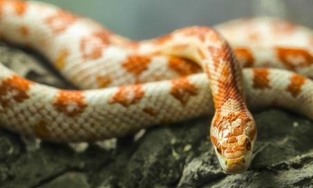 corn snake teeth