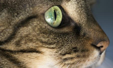 Corneal Inflammation (Eosinophilic Keratitis) in Cats