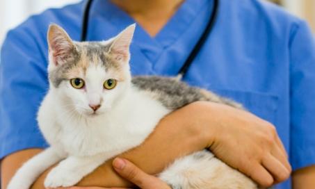 减少兽医诊所的焦虑:无恐惧，低压力处理和猫友好的兽医
