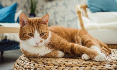 Addison’s and Cushing’s Disease in Cats